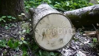 在林登森林中砍伐一棵树木，高清镜头用stealicam拍摄全景。